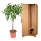 Ficus Amstel King – Ø30 cm, 130 cm hoch