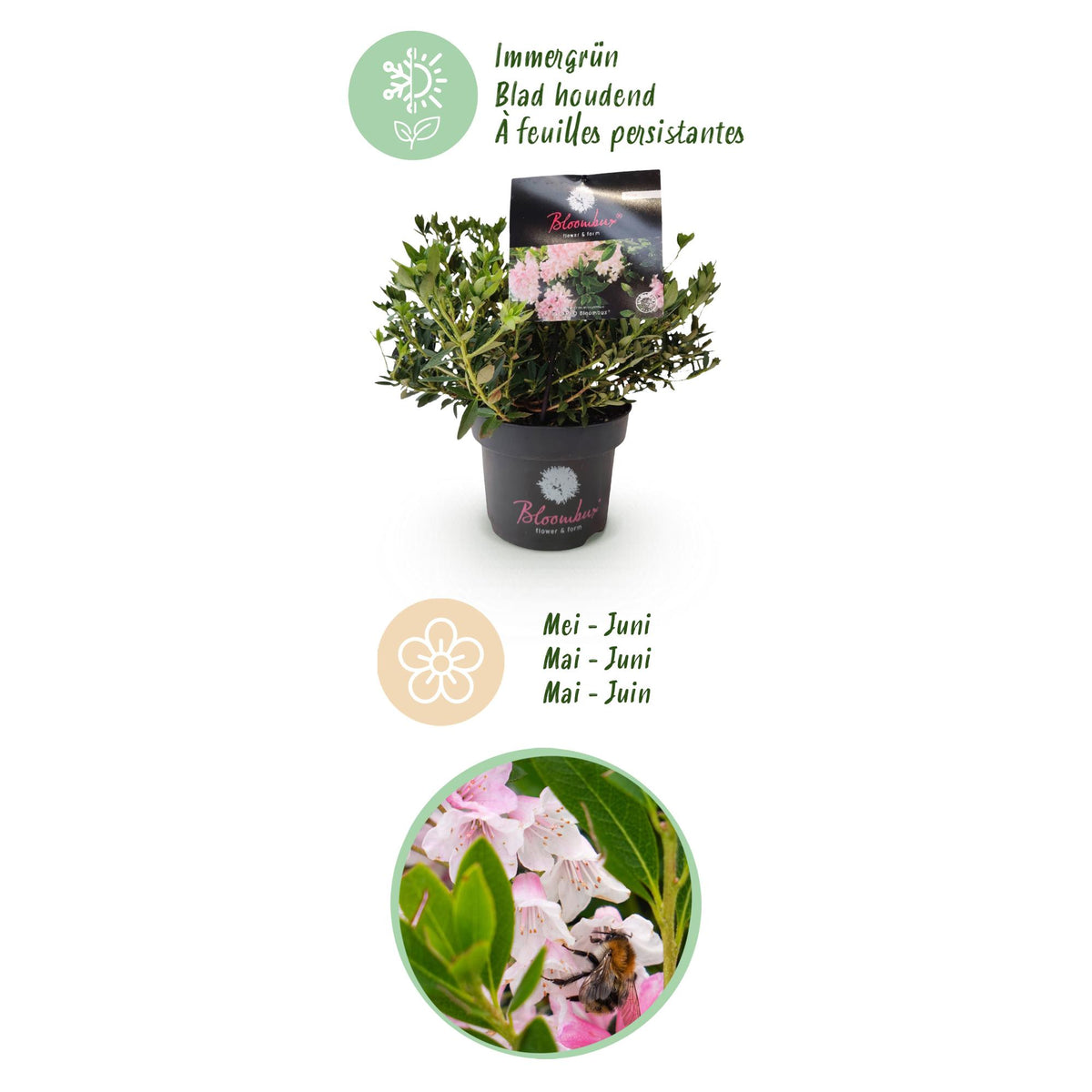 Rhododendron 'Bloombux Light Pink' (rhododendron) – 4 plantes, Ø17 cm, 30–40 cm de haut – photo 4