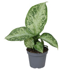 Dieffenbachia Snow – Ø6 cm, 15 cm de haut