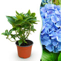 Hydrangea macrophylla (Hortensie) – blau – Ø 12 cm, 20–30 cm hoch