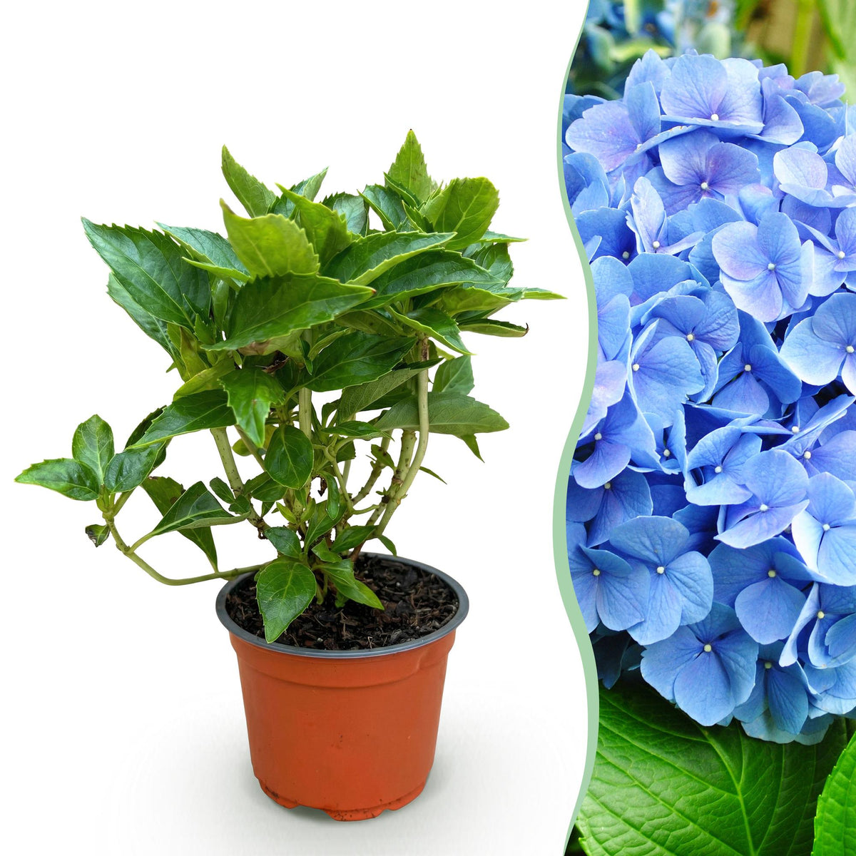 Hydrangea macrophylla (Hortensie) – blau – Ø 12 cm, 20–30 cm hoch