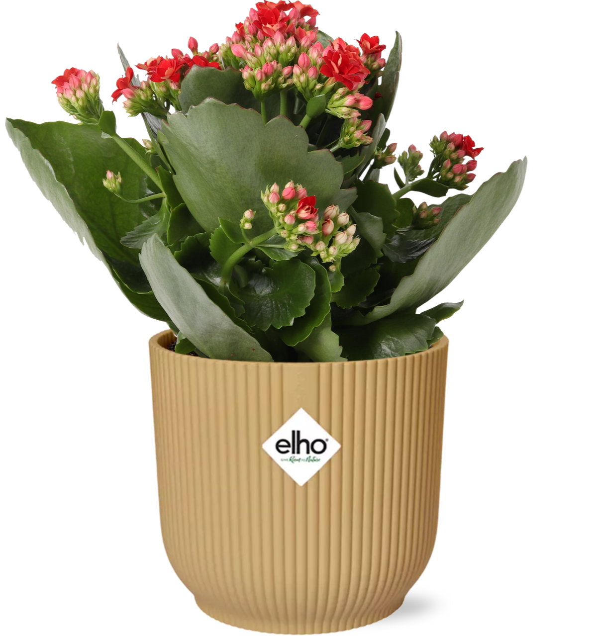 Kalanchoe Rosalina Don Justino Rouge (kalanchoé) dans pot décoratif Vibes Fold jaune – 27 cm de haut