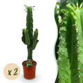 Euphorbia eritrea – Ø19 cm, 70 cm hoog