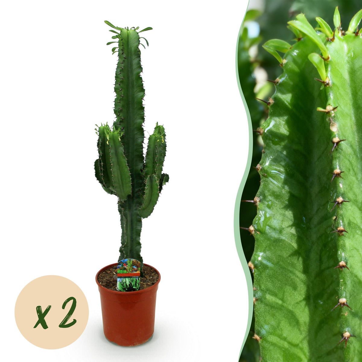 Euphorbia eritrea – Ø19 cm, 70 cm høj