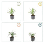 Liriope muscari 'Ingwersen' (Liliengras) – 48 Pflanzen, Ø 9 cm, 10–25 cm hoch