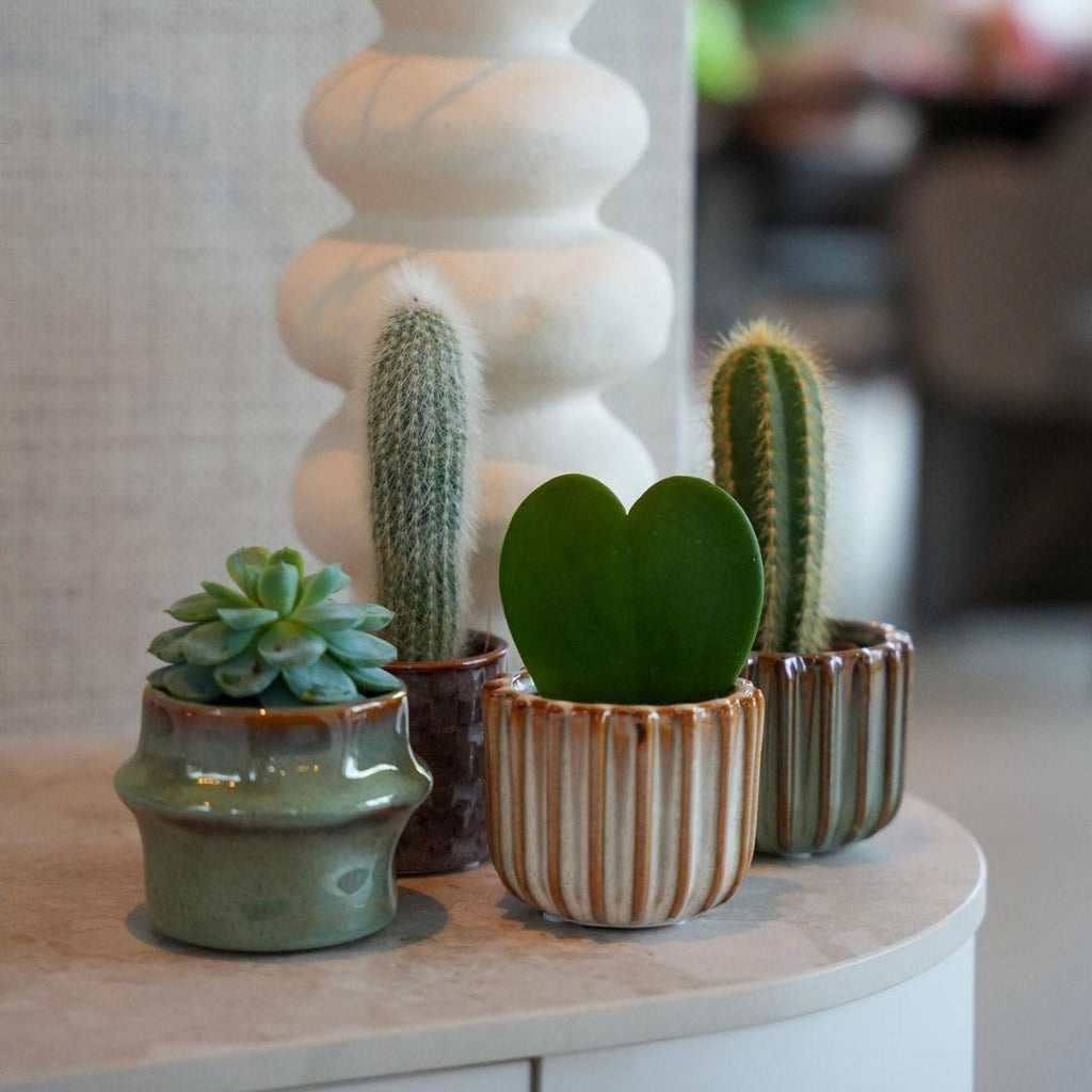 Lot de 6 cactus en pots San Juan – Ø 6 cm