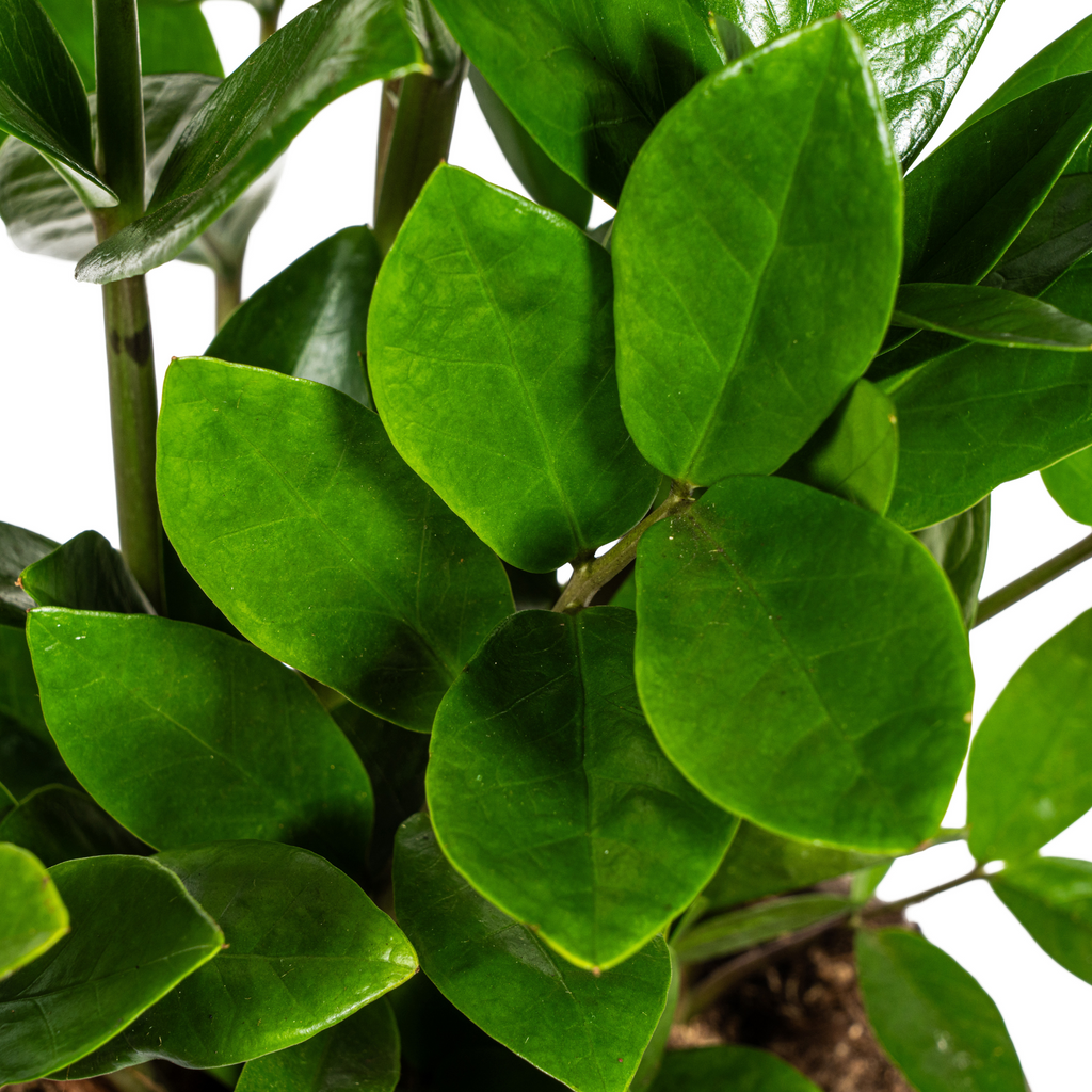 Zamioculcas zamiifolia (plante ZZ) – Ø 17 cm, 40–50 cm de haut