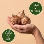 Blumenzwiebelpaket Sonniger Garten – 35 Blumenzwiebeln (Zwiebelgröße 10/12)