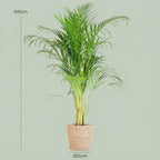 Dypsis (gulpalme) med tangkurv – Ø21 cm, 100 cm høj