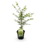Acer palmatum 'Emerald Lace' (Japanse esdoorn) – Ø19 cm, 70 cm hoog