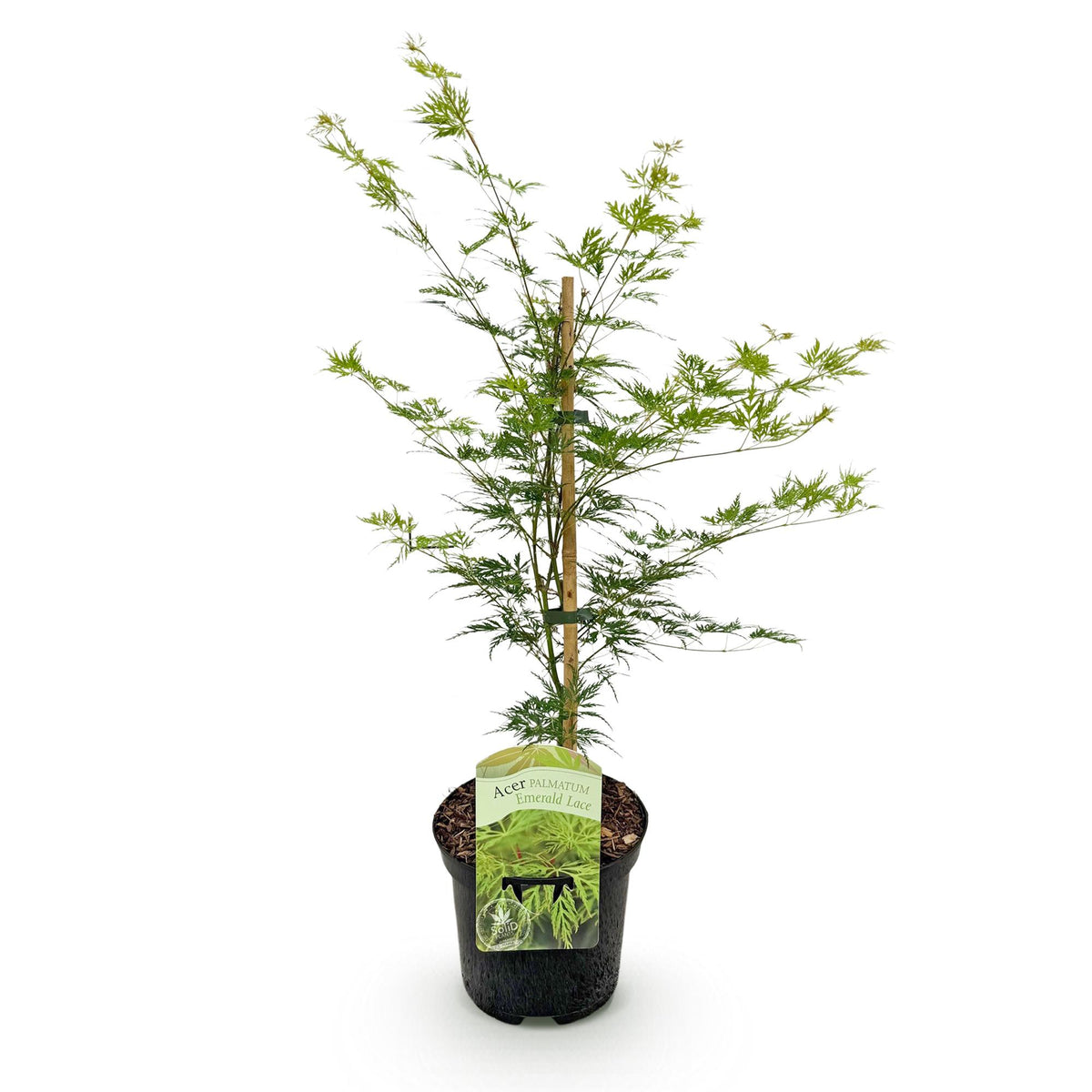 Acer palmatum 'Emerald Lace' (Japanse esdoorn) – Ø19 cm, 70 cm hoog