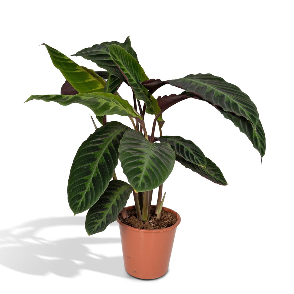Calathea Warscewiczii – Ø19 cm, 70 cm høj