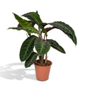 Calathea Warscewiczii – Ø19 cm, 70 cm høj
