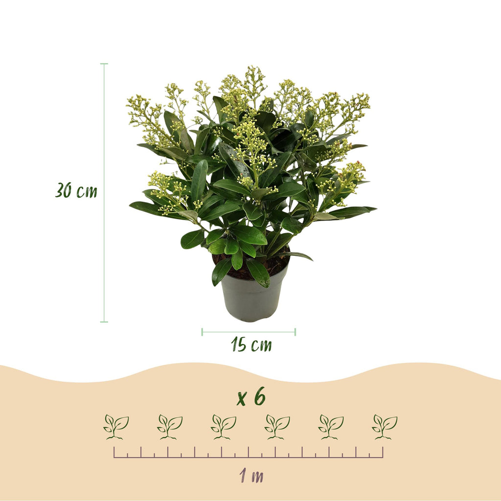 Skimmia japonica 'Finchy' – weiß – 3 Pflanzen, Ø15 cm, 30 cm hoch – Bild 3