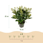 Skimmia japonica 'Finchy' – weiß – 3 Pflanzen, Ø15 cm, 30 cm hoch