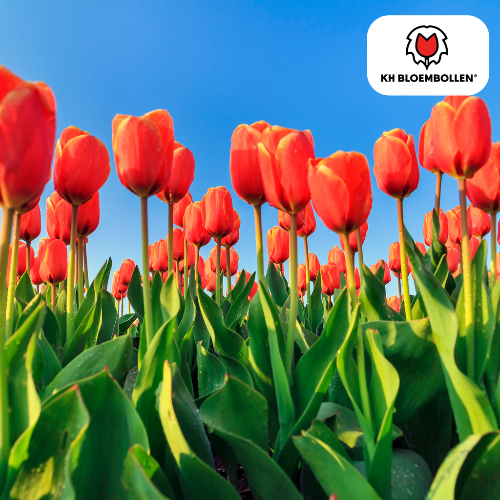Tulp 'Dafeng' – 20 bloembollen (bolmaat 11/12)