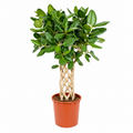 Ficus Benghalensis audrey gevlochten mat – Ø30 cm, 150 cm hoog