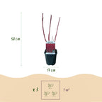 Cornus sibirica (røde grene) – Ø17 cm, 45 cm høj