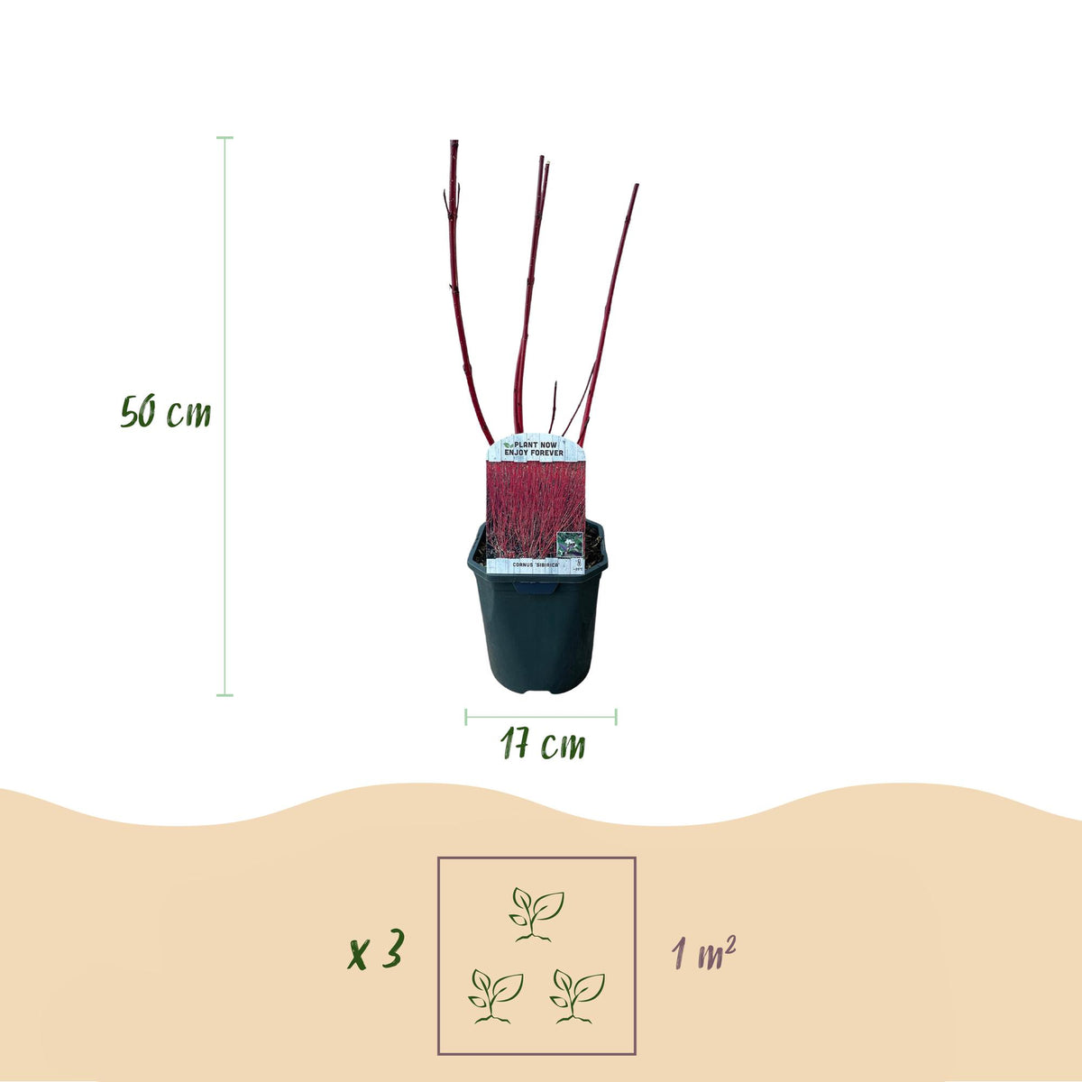 Cornus sibirica (røde grene) – Ø17 cm, 45 cm høj – billede 3