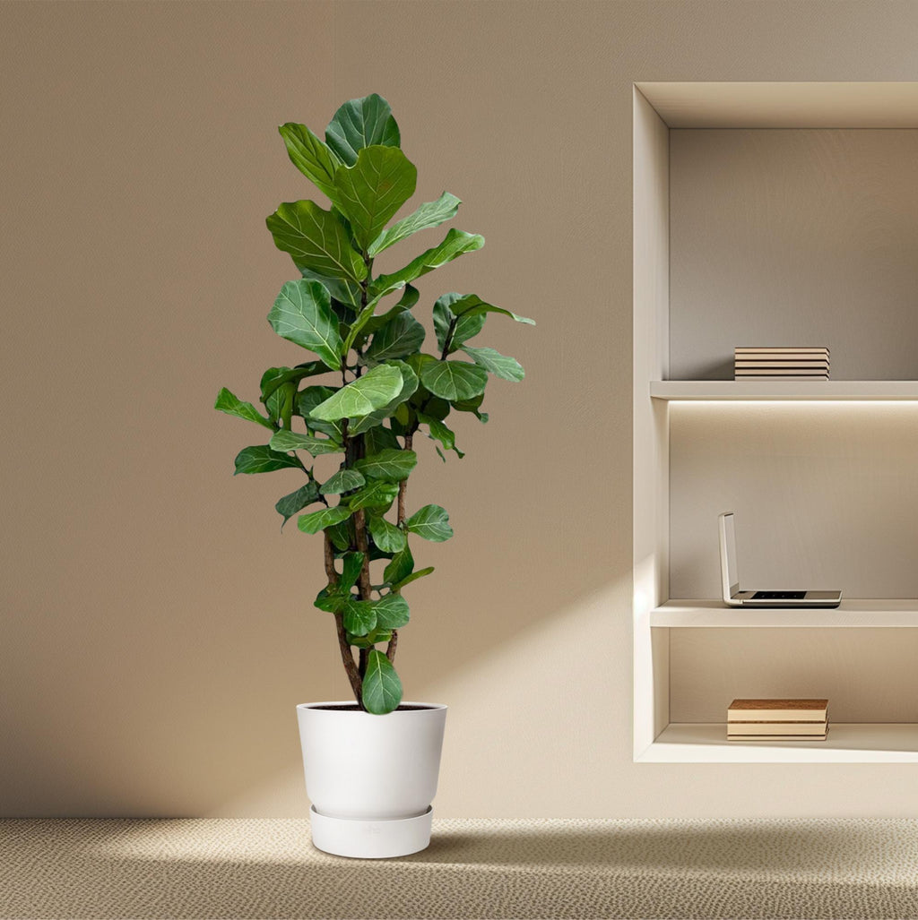 Ficus lyrata vertakt XXL (vioolbladplant) – Ø45 cm, 200 cm hoog