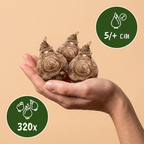 Dubbele fresia (mix) – 320 bloembollen (bolmaat 5/+)