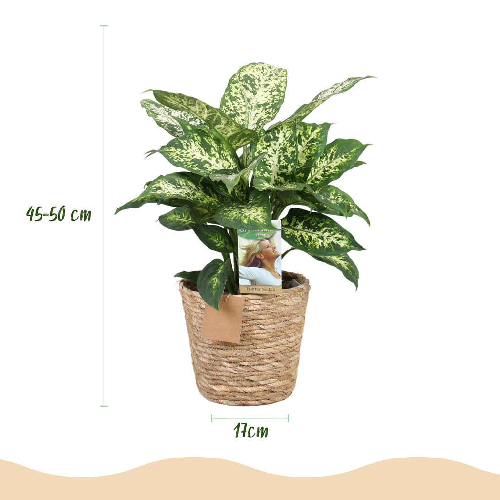 2× Diefenbachia Compacta (Dracaena) met mand – Ø17 cm, 45–50 cm hoog