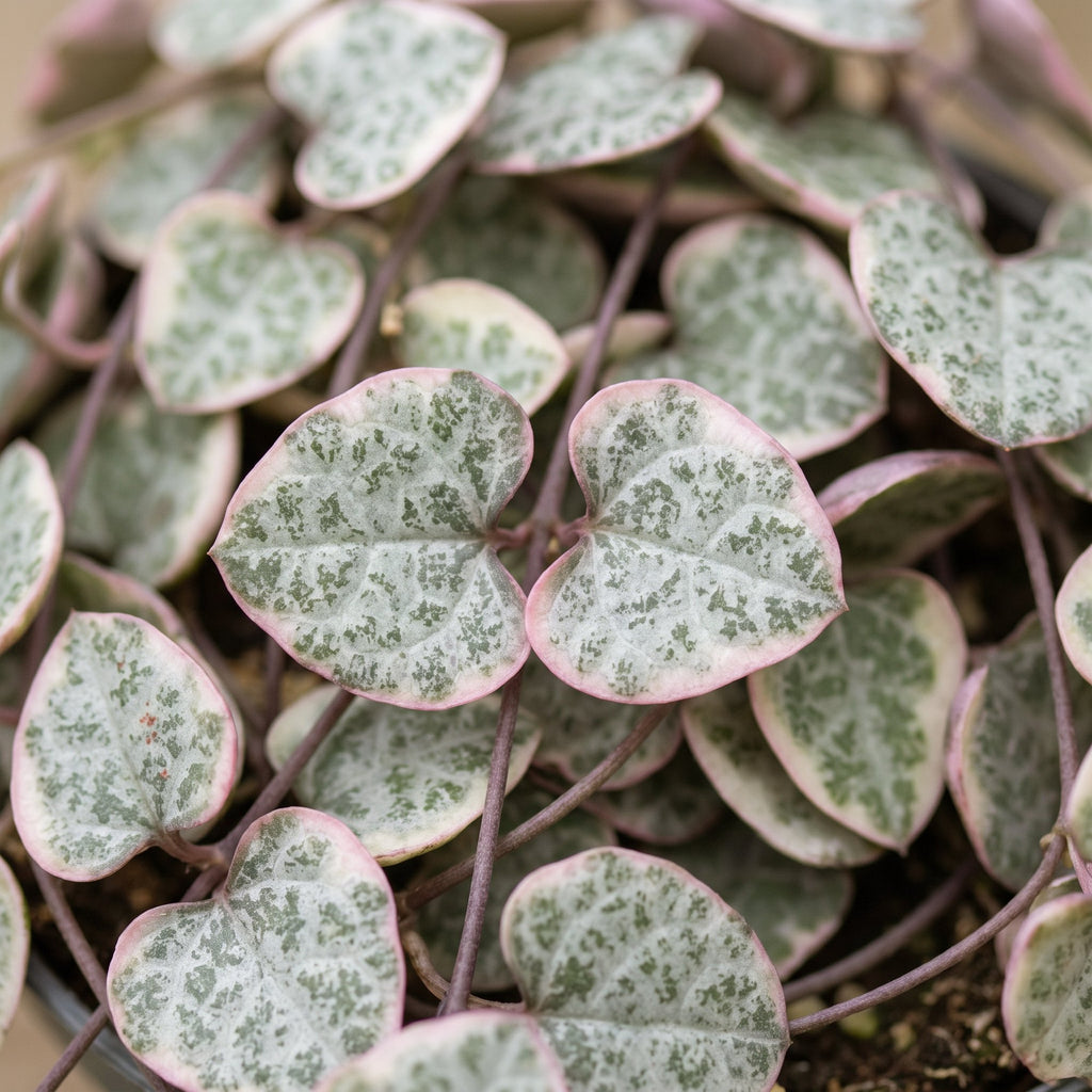 Ceropegia Woodii Variegata (lanterne chinoise) – Ø6 cm, 5 cm de haut – photo 4