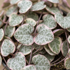 Ceropegia Woodii Variegata (lanterne chinoise) – Ø6 cm, 5 cm de haut