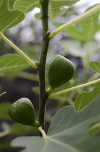 Ficus 'Gustissimo Perretta' (fig tree) – Ø13 cm, 30 cm high