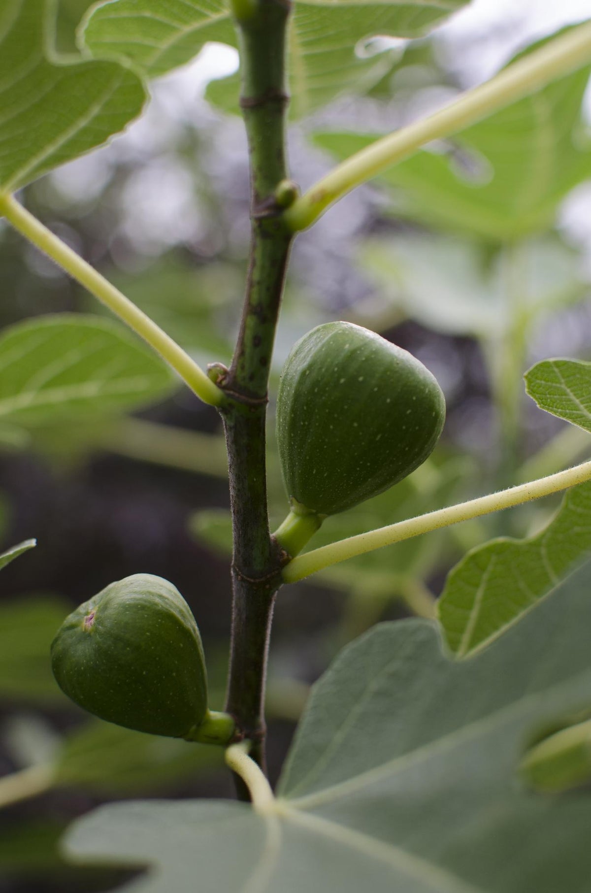 Ficus 'Gustissimo Perretta' (fig tree) – Ø13 cm, 30 cm high – photo 4