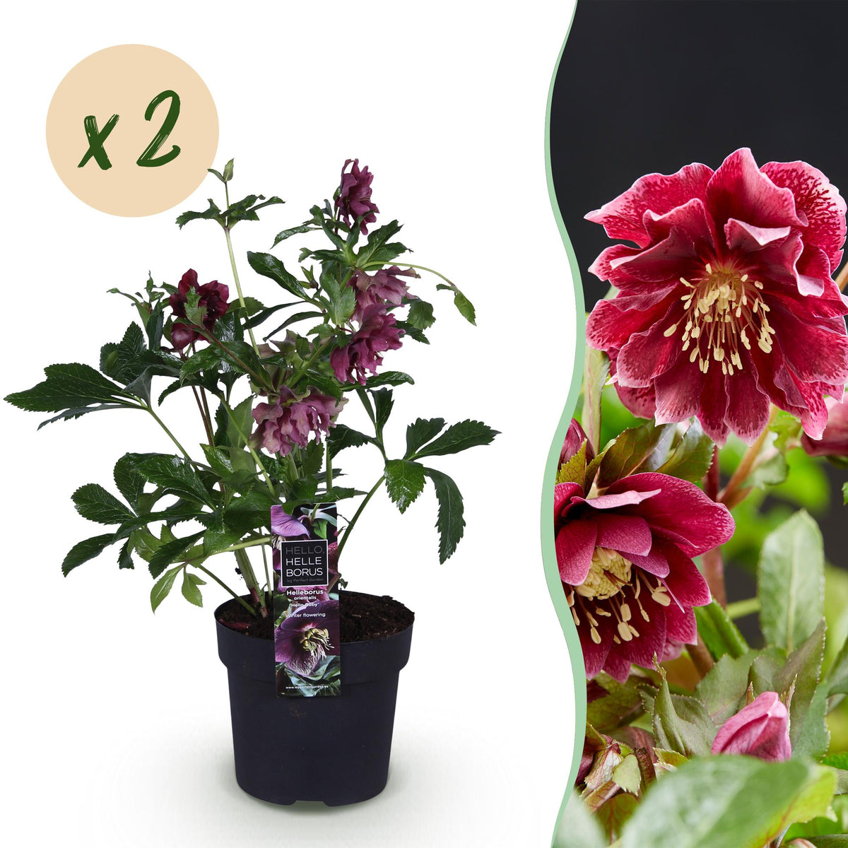 Helleborus orientalis 'Double Ellen Red' (Christrose) – 2 Pflanzen, Ø 14 cm, 35 cm hoch