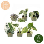 6× jeunes plantes Variegata Mix incl. Linnea Olive – Ø6 cm, 10–15 cm de haut