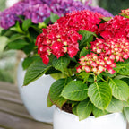 Hydrangea 'Forever & Ever' (Hortensie) – rot – Ø 23 cm, 55 cm hoch