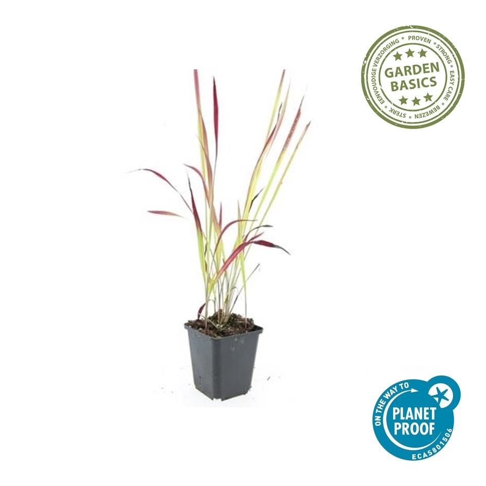 Imperata cylindrica 'Red Baron' (Japanisches Blutgras) – 48 Pflanzen, Ø9 cm, 10–25 cm hoch – Bild 4