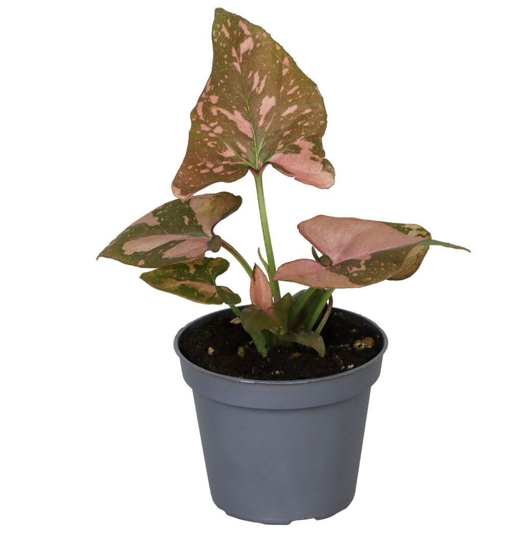 Syngonium Pink Splash – Ø6 cm, 10 cm de haut
