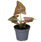 Syngonium Pink Splash – Ø6 cm, 10 cm de haut
