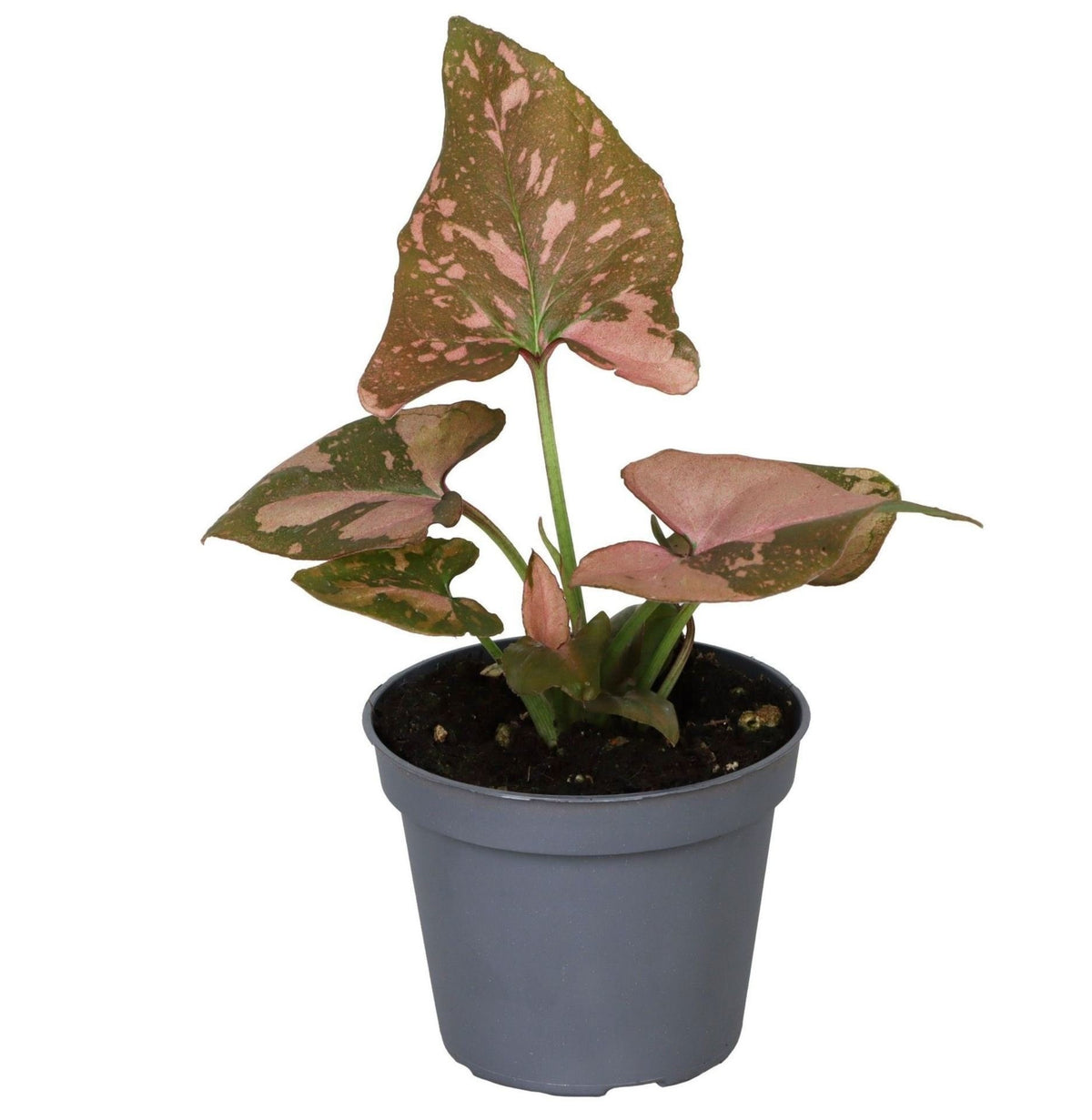 Syngonium Pink Splash – Ø 6 cm, 10 cm hoch
