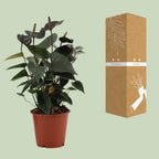 Anthurium Black Love in durchsichtiger Folie (Flammenlilie) – Ø 12 cm, 36 cm hoch