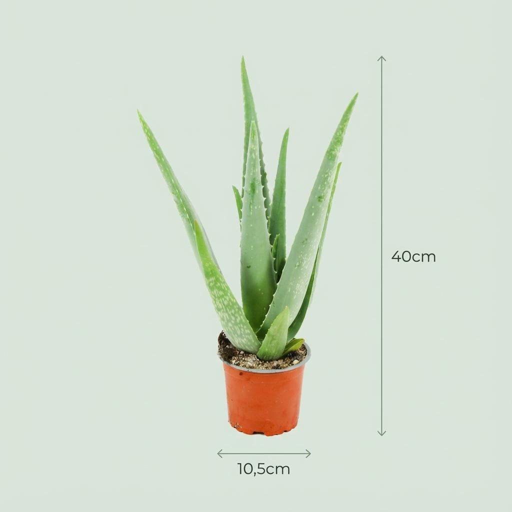 Aloe Vera (Aloe) – Ø 11 cm, 35–40 cm hoch