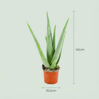 Aloe Vera (Aloe) – Ø 11 cm, 35–40 cm hoch