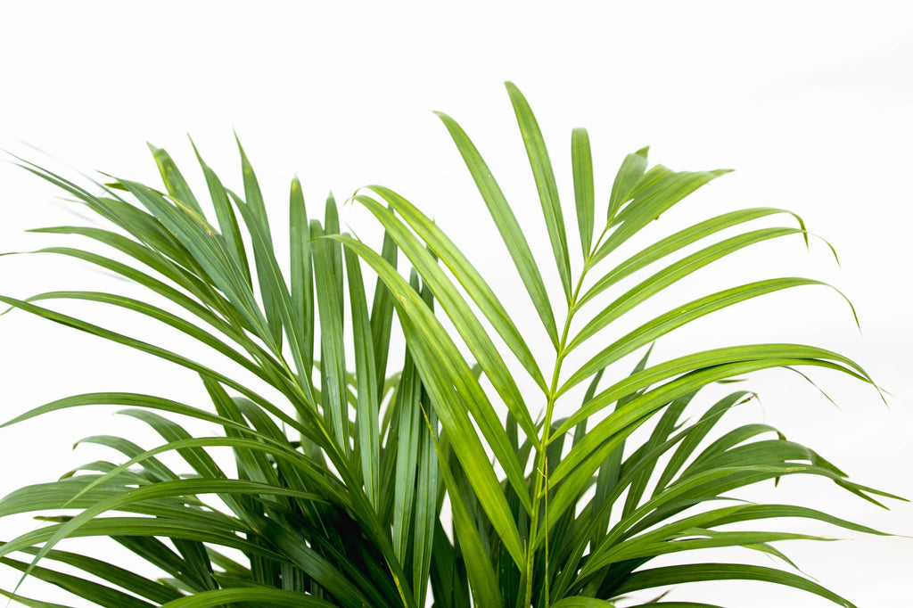 Arekapalmsväxt (Dypsis) – Ø21 cm, 140 cm hög