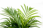 Arekapalmsväxt (Dypsis) – Ø21 cm, 140 cm hög