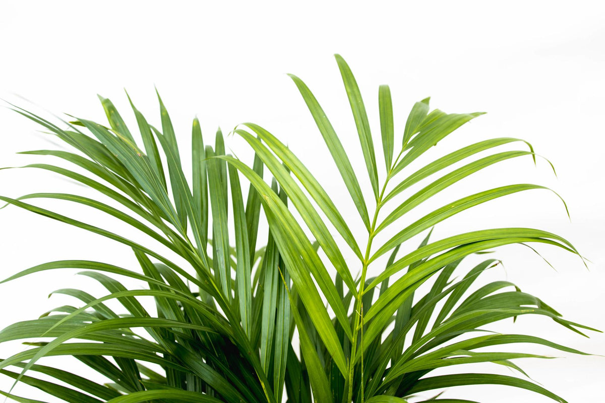 Arekapalmsväxt (Dypsis) – Ø21 cm, 140 cm hög
