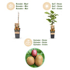 Actinidia 'Weiki & Hayward, Ken,s Red, Golden Kiwi' (plant de kiwi) – Ø15 cm, 50 cm de haut