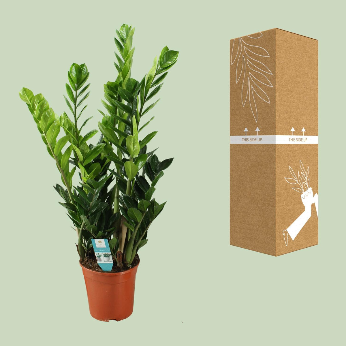 Zamioculcas (plante ZZ) – Ø21 cm, 75 cm de haut – art. 22455