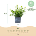 Buis – 16 plants, Ø9 cm, 20–25 cm de haut