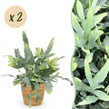 2× Phlebodium aureum Blue Star (Blaufarne) mit Korb – Ø 12 cm, 25 cm hoch