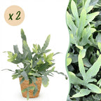 2× Phlebodium aureum Blue Star (Blaufarne) mit Korb – Ø 12 cm, 25 cm hoch