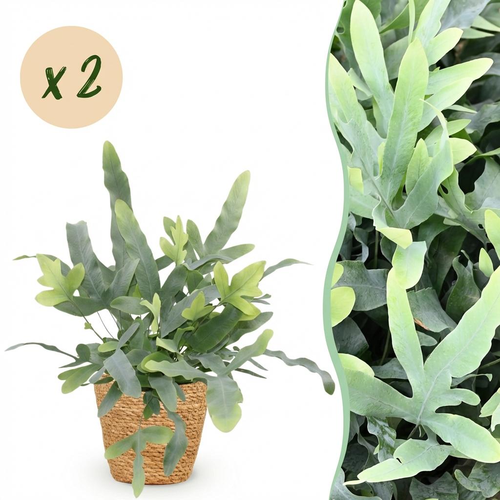 2× Phlebodium aureum Blue Star (Blaufarne) mit Korb – Ø 12 cm, 25 cm hoch