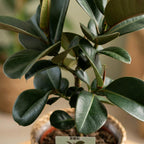 Ficus elastica Cloe (plante caoutchouc) avec panier – Ø19 cm, 65 cm de haut